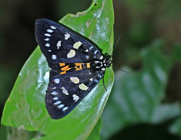 Spotting Image 1