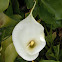 Calla lily