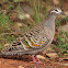 Common Bronzewing