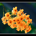 Fringe-Lipped Dendrobium
