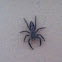Tan Jumping Spider ( male)