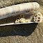 Razor Shell/Scheermes