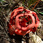 Latticed stinkhorn