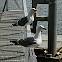 western gulls