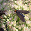 Yellow-collared Scape Moth