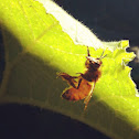 European Honey Bee
