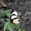 silky owl butterfly