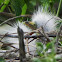 Baby Great Egret