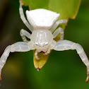 White Crab Spider