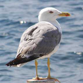 GALEB by Zeljko Sajko-Saja - Animals Birds ( ptica, priroda, galeb sea, životinje, voda )
