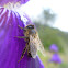 European honey bee