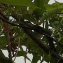 Southern Black Racer