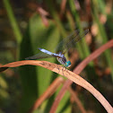 Blue Dasher