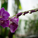 Hybrid orchid
