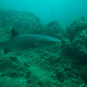 Whitetip Reef shark