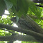 Tawny Frogmouth