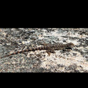 Ornate Crevice Dragon