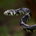 Tiger Rat Snake