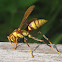 Paper Wasp