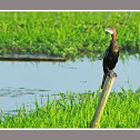 Little Cormorant