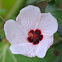 Brazilian Rockrose