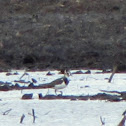 Northern Lapwing