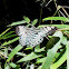 Blue Clipper