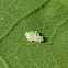 Eggs of Illeis cincta