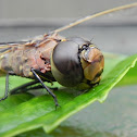 Dragon Fly