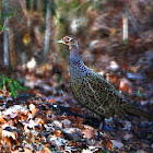 Common Pheasant female - Bažant obecný
