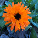 Gerbera Daisy