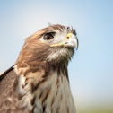 Red-tailed Hawk
