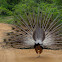 Indian Peafowl