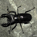 Beetle