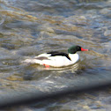 Common Merganser