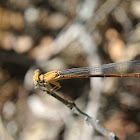 Powdered Dancer Damselfly (female)