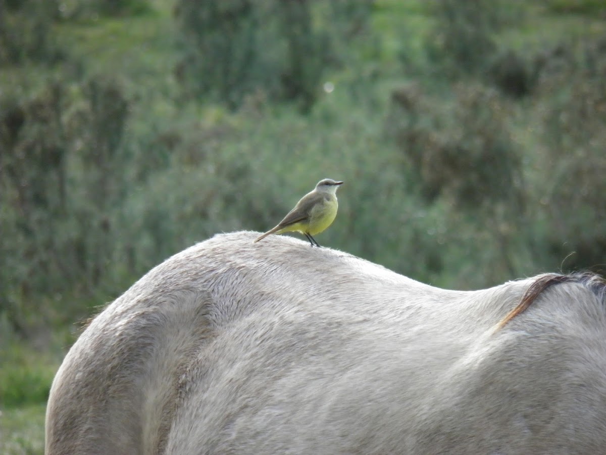 Cattle tyrant (Picabuey)
