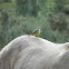 Cattle tyrant (Picabuey)