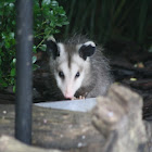 opposum