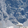 Rocky Mountain Wildlife Watch