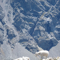 Rocky Mountain Wildlife Watch