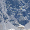 Mountain Goats