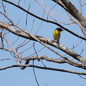 Common Yellowthroat