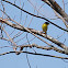 Common Yellowthroat