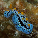 Celestial Phyllidia