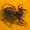 Pantropical Jumper