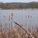 Cattails