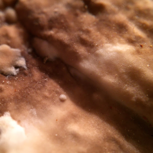 Brown Shelf Polypore with white pores Project Noah