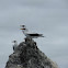 Masked Booby