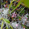 Small leafed cranberry